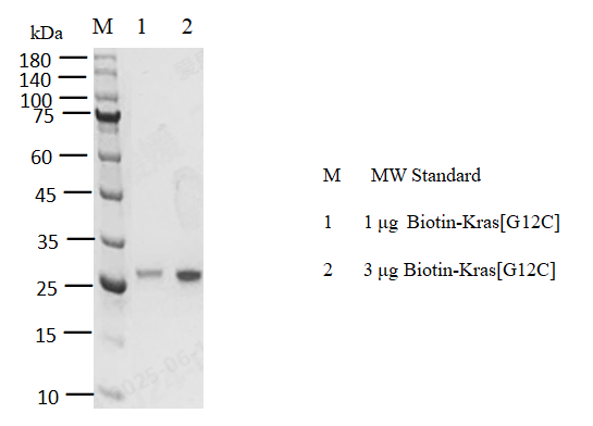 Biotin-Kras[G12C] Protein, Human(Load GDP/GMPPNP)
