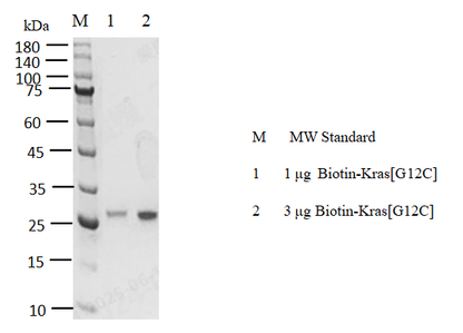 Biotin-Kras[G12C] Protein, Human(Load GDP/GMPPNP)