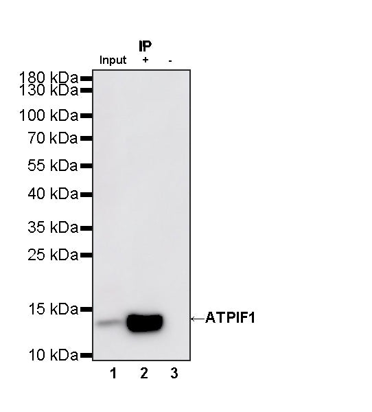 ATPIF1 Recombinant Rabbit mAb (S-3849-49)