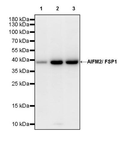 AIFM2/FSP1 Recombinant Rabbit mAb (S-2271-67)