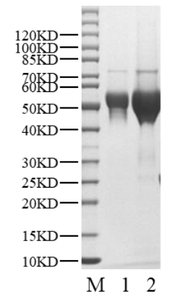 Biotinylated FGFR1 Protein, Human