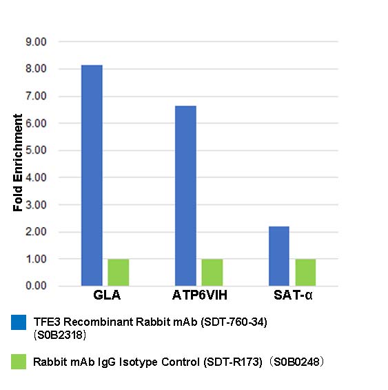 TFE3 Recombinant Rabbit mAb (SDT-760-34)