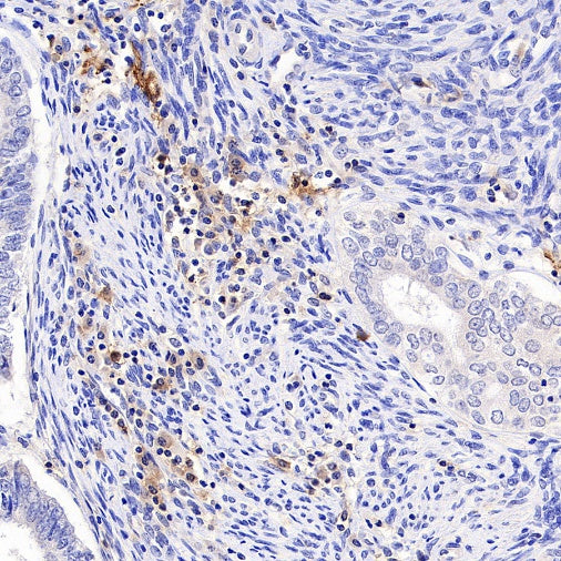 EBV Induced Gene 2/EBI2 Recombinant Rabbit mAb (S-5946)