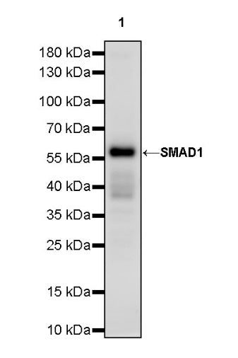 SMAD1 Rabbit Polyclonal antibody