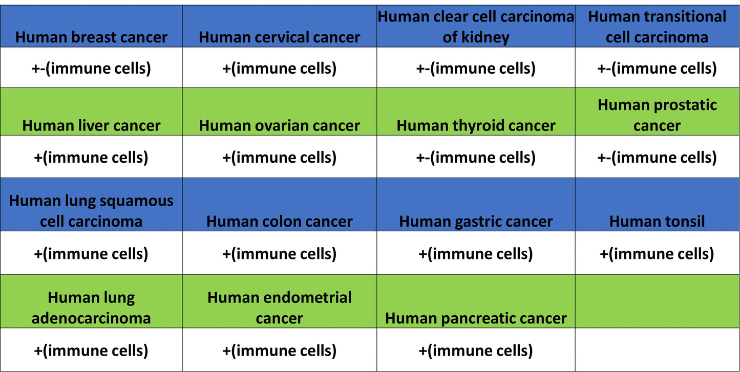 LILRB1 Recombinant Rabbit mAb (S-5001)