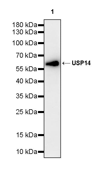 USP14 Recombinant Rabbit mAb (S-4022-13)