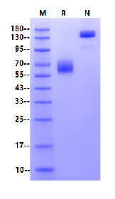 IFN-gamma R1/IFNGR1 Fc Chimera Protein, Human