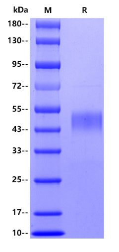 Human CD1a, His tag