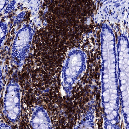 CD50 Recombinant Rabbit mAb (S-666-37)
