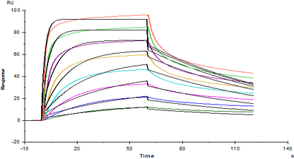 Human SOST/Sclerostin Protein, His Tag