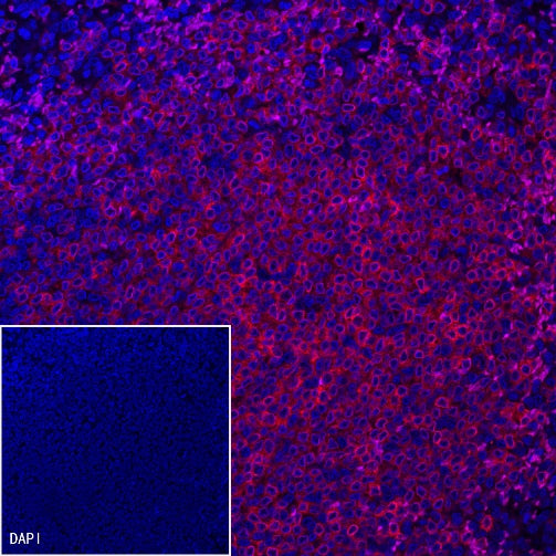 CD79a/MB-1 Recombinant Rabbit mAb (Alexa Fluor® 555 Conjugate) (S-030-18)