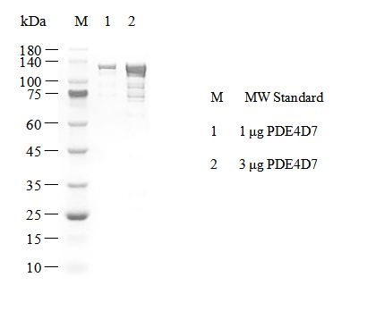 PDE4D7 GST Tag Protein, Human