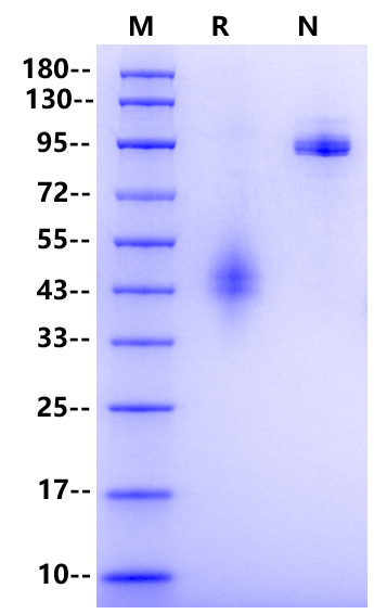 IL-12/IL-23 p40 Homodimer Protein, Mouse