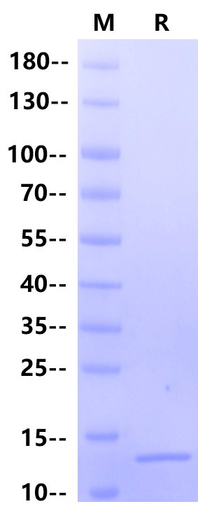IFN-γ Protein, Mouse