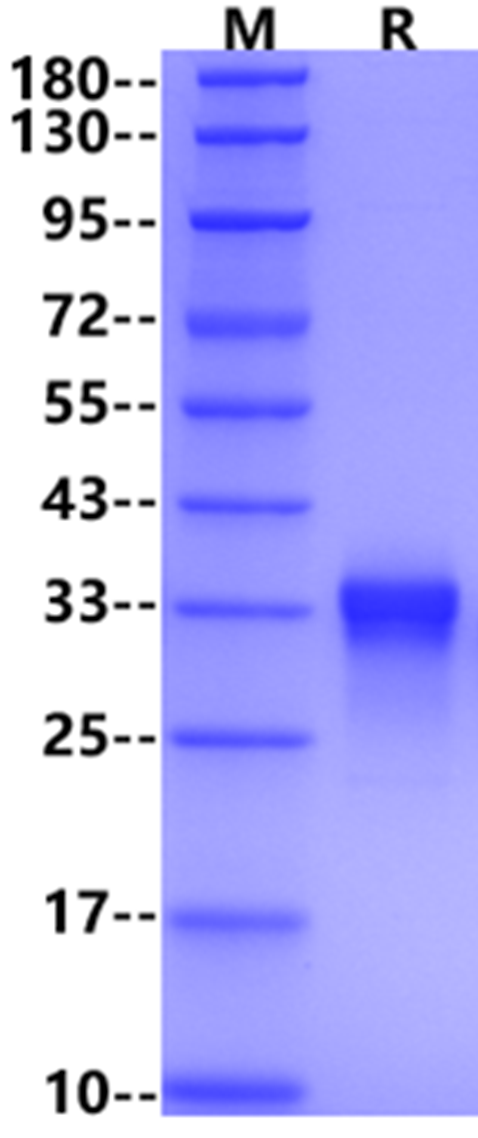 HMGB1/HMG1 His Tag Protein, Mouse