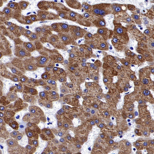 ACSL1 Recombinant Rabbit mAb (S-811-150)