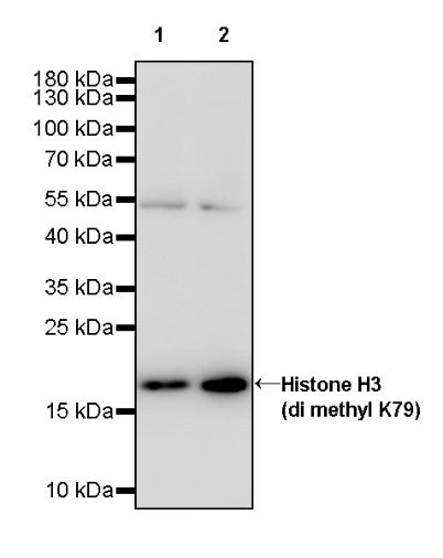 Histone H3 (di methyl K79) Recombinant Rabbit mAb (S-861-22)