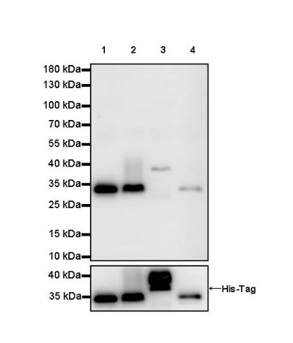 Human IgG F(c) Recombinant Rabbit mAb (HRP Conjugate) (S-318-184)