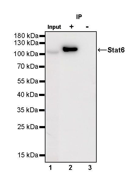 S-RMab® Stat6 Recombinant Rabbit mAb (SDT-337-32)