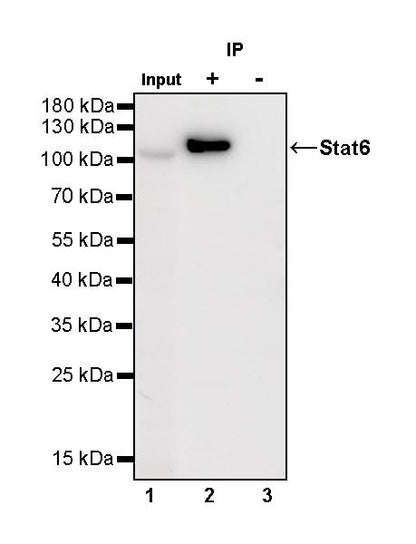 S-RMab® Stat6 Recombinant Rabbit mAb (SDT-337-32)