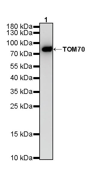 TOM70 Mouse mAb