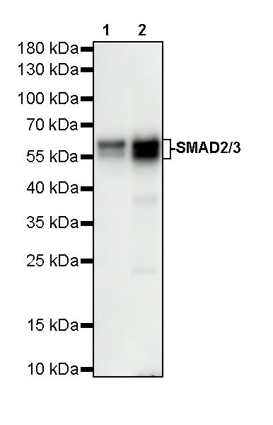 SMAD2/3 Recombinant Rabbit mAb (S-5467)