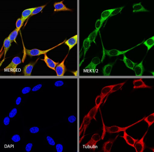 MEK1/2 Recombinant Rabbit mAb (S-834-101)