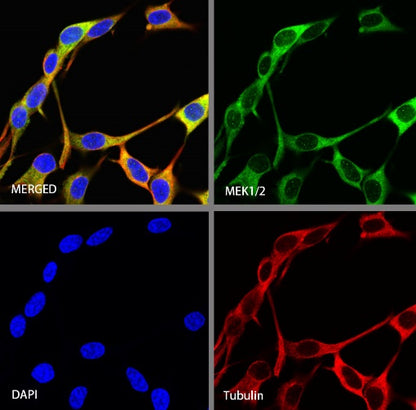 MEK1/2 Recombinant Rabbit mAb (S-834-101)