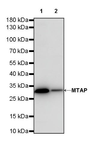 MTAP Recombinant Rabbit mAb (S-R363)