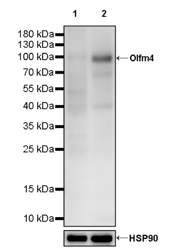 Olfm4 Recombinant Rabbit mAb (S-2748-67)