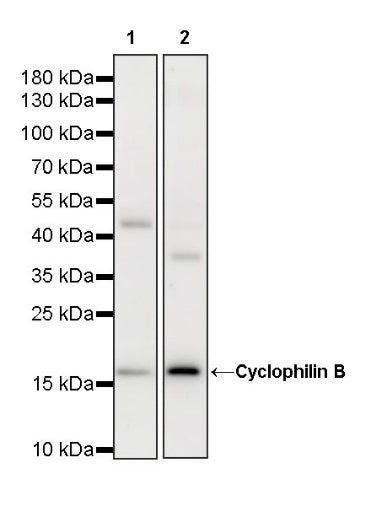 Cyclophilin B Rabbit Polyclonal Antibody