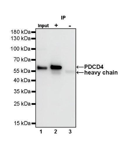 PDCD4 Rabbit polyclonal antibody