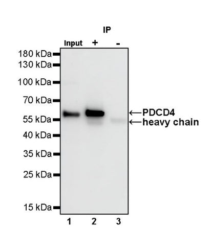 PDCD4 Rabbit polyclonal antibody
