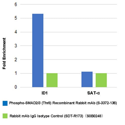Phospho-SMAD2/3 (Thr8) Recombinant Rabbit mAb (S-3372-136)