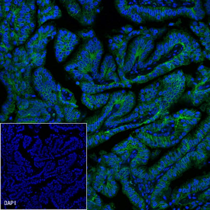 EpCAM Recombinant Rabbit mAb (Alexa Fluor® 488 Conjugate) (S-078-13)