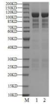 BRSK1 GST Tag Protein, Human