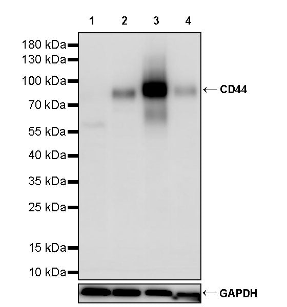 CD44 Rabbit Polyclonal Antibody
