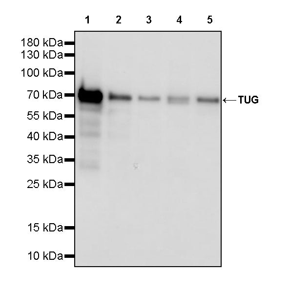 Tug Recombinant Rabbit mAb (S-4377-21)