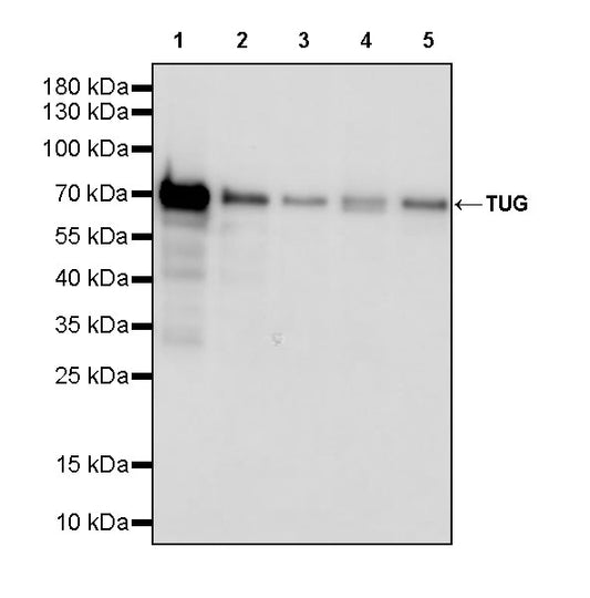 Tug Recombinant Rabbit mAb (S-4377-21)