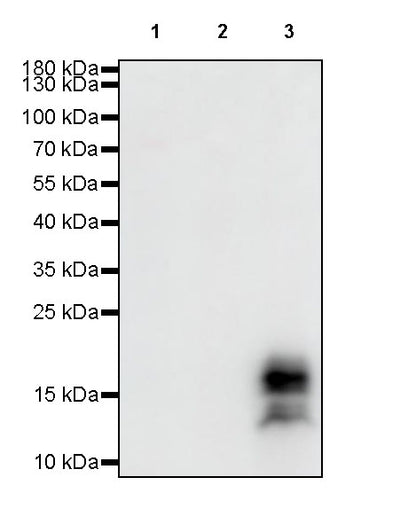 S-RMab® GCDFP-15 Recombinant Rabbit mAb (SDT-R030)