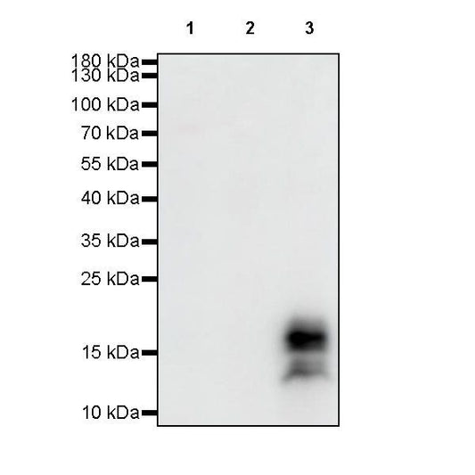 Product image media