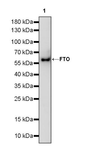 FTO Recombinant Rabbit mAb (S-1663-48)