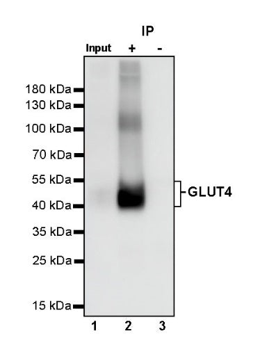GLUT4 Recombinant Rabbit mAb (S-584-50)
