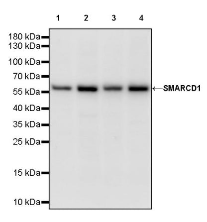 SMARCD1 Rabbit Polyclonal Antibody