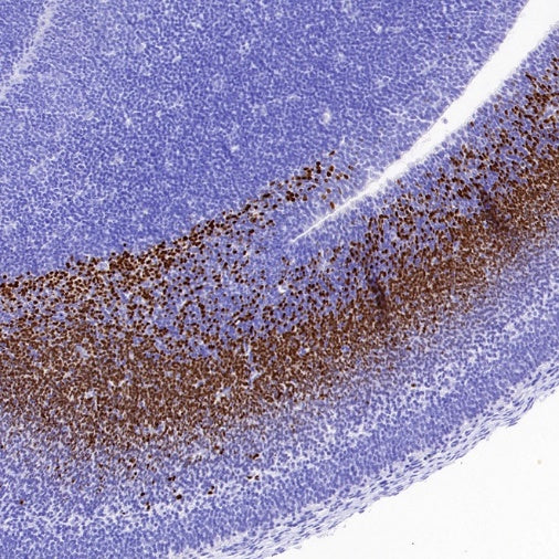 TBR2/Eomes Recombinant Rabbit mAb (SDT-1101-231)