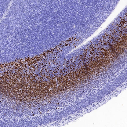 TBR2/Eomes Recombinant Rabbit mAb (SDT-1101-231)