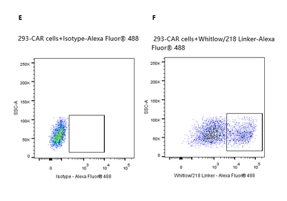 PE-Labeled Siglec-2/CD22 Fc&Avi Tag Protein, Human