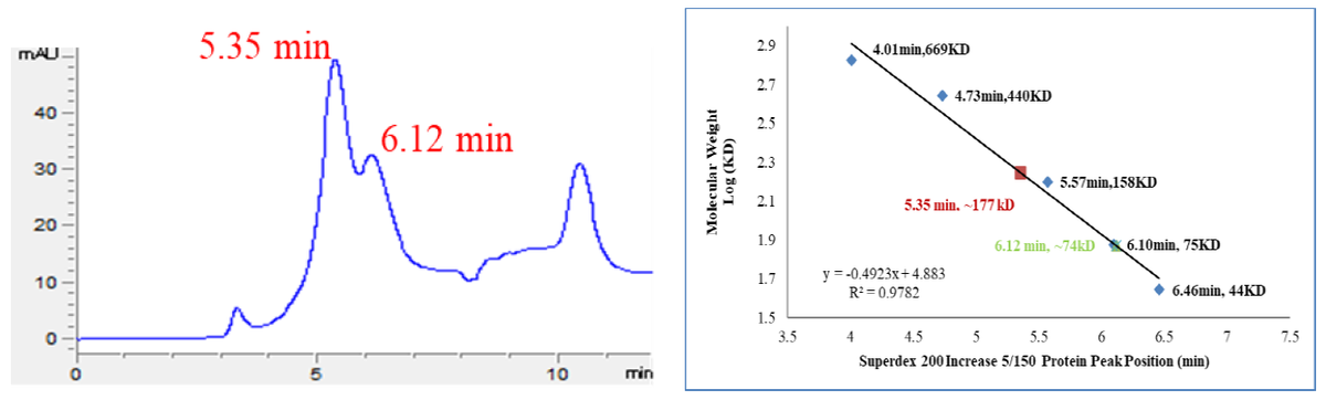 DYRK4 GST Tag Protein, Human