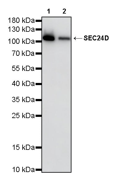 SEC24D Rabbit Polyclonal Antibody