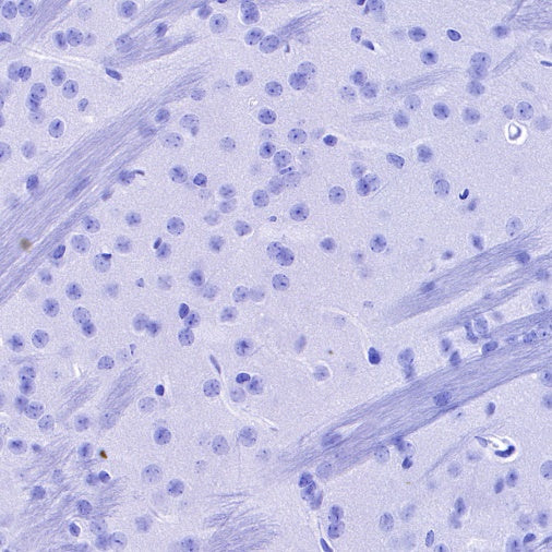 S-RMab®Rabbit mAb IgG Isotype Control (S-R058)